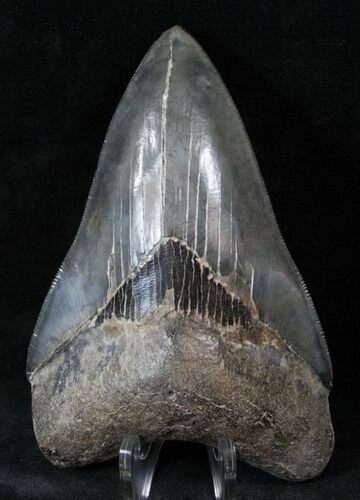 Beautiful, Serrated Megalodon Tooth - Georgia #14464